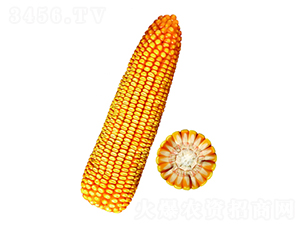 �F��20̖(h��o)-���׷N��-�F�зN�I(y��)