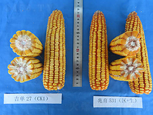 ����531-���׷N��-���