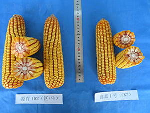 Դ��182-���׷N��-���