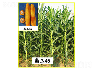 ���45̖(h��o)-���׷N��-���