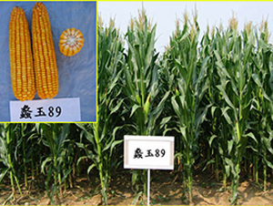 ���89̖-���׷N��-���