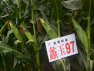 ���97̖-���׷N��-���