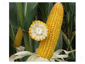 ���37̖-���׷N��-���