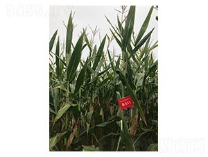 ���53-���׷N��-���