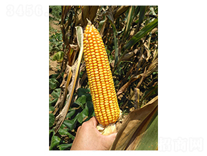 ����125-���׷N��-���