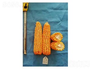 ���136-���׷N��-���