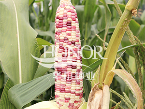 �A��Ŵ����̖-���׷N��-�A�ͷN�I(y��)