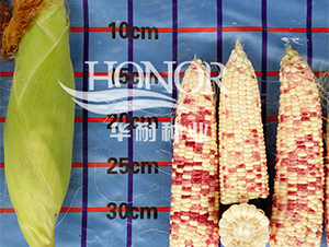 ����Ŵ8̖-���׷N��-�A�ͷN�I(y��)