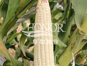 �AŴ��̖-���׷N��-�A�ͷN�I(y��)