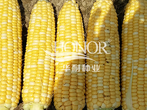 ����7̖(h��o)-���׷N��-�A�ͷN�I(y��)