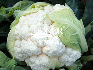 華耐80-花菜種子-華耐種業(yè)