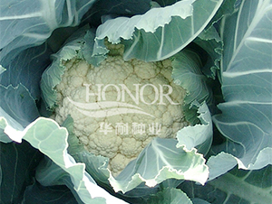 ѩ�P-���˷N��-�A�ͷN�I(y��)