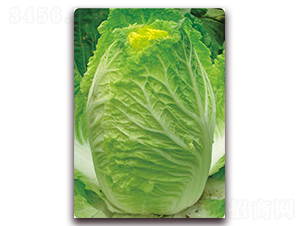 �S����-�ײ˷N��-�����o(j��)