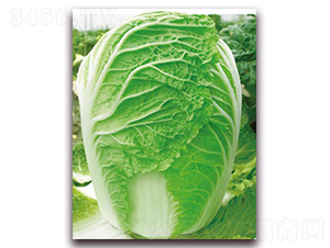 真好吃-白菜種子-新世紀(jì)