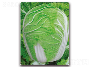 農(nóng)家貴族-白菜種子-新世紀(jì)