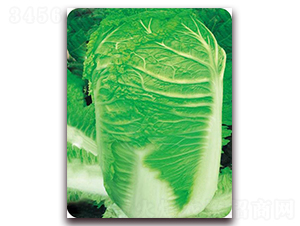 ������̖(h��o)-�ײ˷N��-�����o(j��)