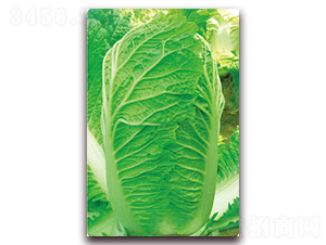 ��{��̖-�ײ˷N��-�����o(j��)