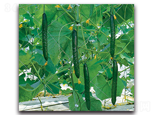 �Ϻ���̖(h��o)-�S�ϷN��-�r(n��ng)����