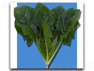 ���O��-���˷N��-�r(n��ng)����