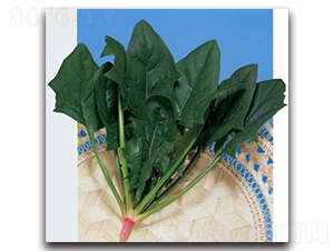 ���S-���˷N��-�r(n��ng)����