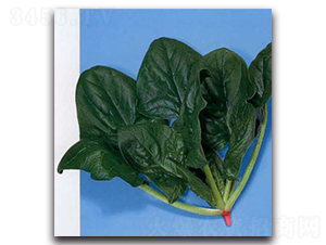 ���S-���˷N��-�r(n��ng)����