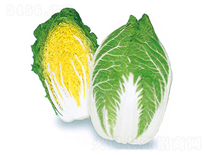 櫻錦-大白菜種子-農(nóng)播王