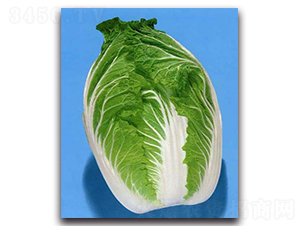 吉錦-大白菜種子-農播王