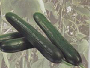 ����-�S�ϷN��-���N