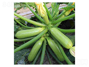 ����1̖(h��o)-�����J�N��-���N