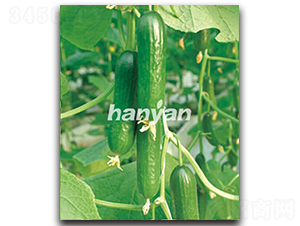 �h������1̖(h��o)-�S�ϷN��-�h��