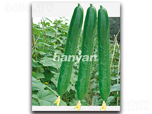 �h���̖-�S�ϷN��-�h��