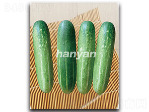 �h����̖-�S�ϷN��-�h��