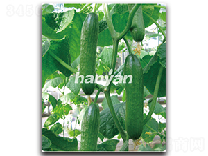 �h������6̖-�S�ϷN��-�h��