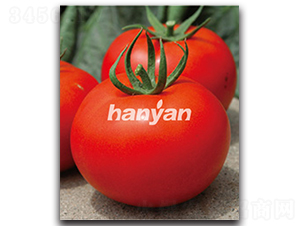 �hӯ��̖-���ѷN��-�h��