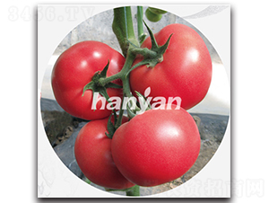 �h��һ̖(h��o)-���ѷN��-�h��