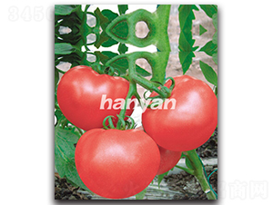 �h����̖-���ѷN��-�h��