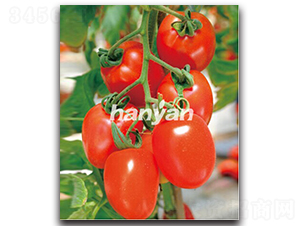 �hͮһ̖(h��o)-���ѷN��-�h��