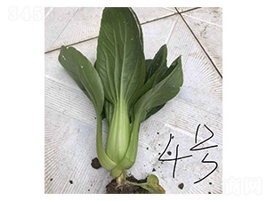 �h��-�๣�˷N��-���N