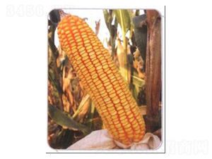 LZ01-���׷N��-���N