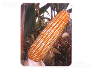 LZ04-���׷N��-���N