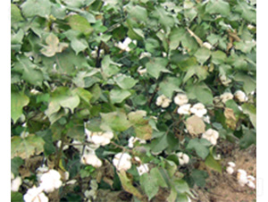 魯種棉169-棉花種子-魯種