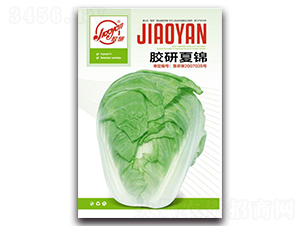 膠研夏錦-夏播白菜種子-膠研