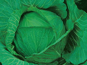 ������̖-���{�N��-�����r(n��ng)�I(y��)