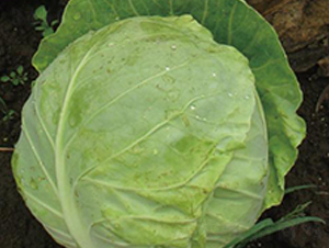 �|���O��-���{(l��n)�N��-�����r(n��ng)�I(y��)