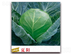 ���-���{�N��-����