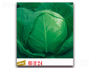 �ϸ�24-���{(l��n)�N��-����