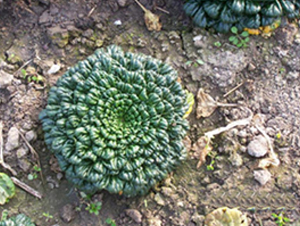 С���~����-�๣�˷N��-����r�I(y��)