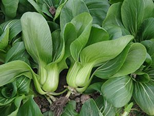 ��(gu��)��518-�๣�˷N��-����r(n��ng)�I(y��)