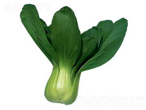 �Aʢ-�๣�˷N��-�A�߷N�I(y��)