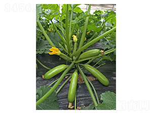 ���_˹-�����J�N��-�A�߷N�I(y��)